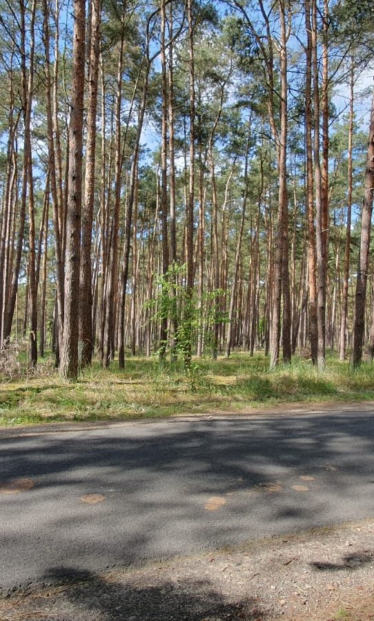 Wald, Ortsverbindungsstraße Groß Chüden - Jeebel